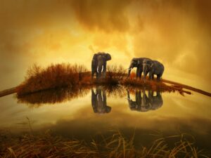 Elephant Sunrise