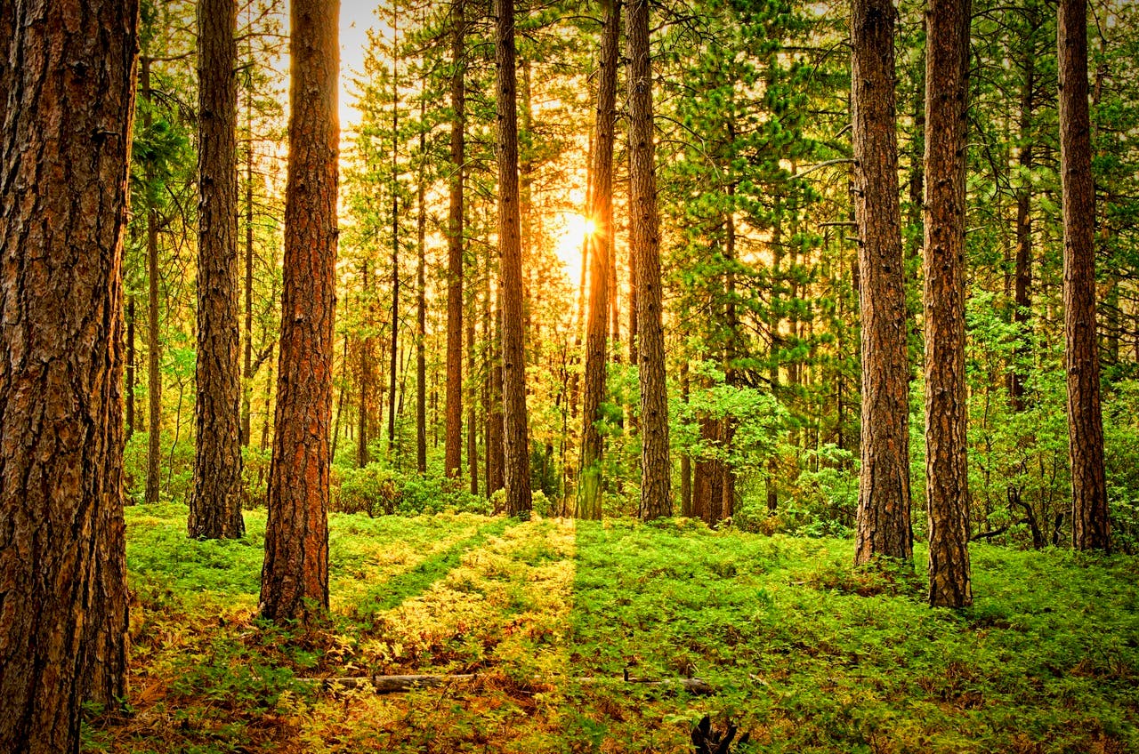 The Forest Remembers: 50 Akan Proverbs That Will Shape How You Lead, Love, and Live